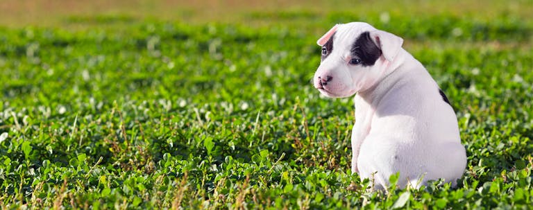 How to Train a Pit Bull Puppy to be Nice